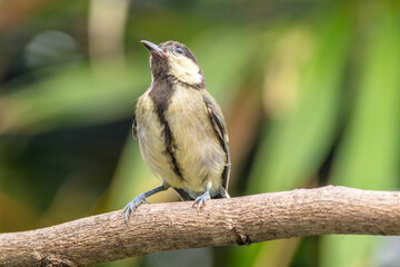 The great tit (Parus major) is a small passerine bird in the tit family Paridae