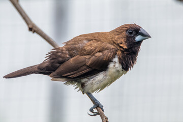 The Javan munia (Lonchura leucogastroides) is a species of estrildid finch native to southern Sumatra, Java, Bali and Lombok islands in Indonesia.