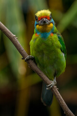 The red-throated barbet (Psilopogon mystacophanos) is a species of bird in the family Megalaimidae