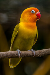 A lovebird (Agapornis) is a type of parrot. There are nine species. They are a social and affectionate small parrot.