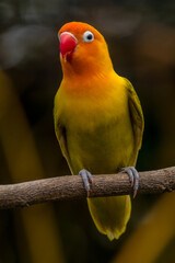 A lovebird (Agapornis) is a type of parrot. There are nine species. They are a social and affectionate small parrot.