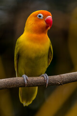 A lovebird (Agapornis) is a type of parrot. There are nine species. They are a social and affectionate small parrot.