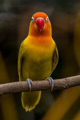A lovebird (Agapornis) is a type of parrot. There are nine species. They are a social and affectionate small parrot.