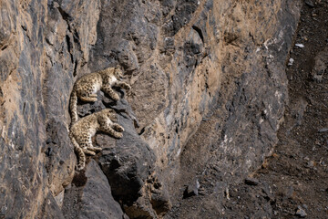 Snow Leopard - Panthera uncia, beautiful iconic large cat from Asian high mountians, Himalayas, Spiti Valley, India.