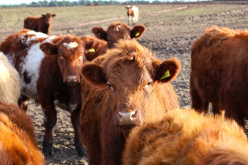 Brown beef cattle on a farm in Scotland UK