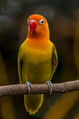 A lovebird (Agapornis) is a type of parrot. There are nine species. They are a social and affectionate small parrot.