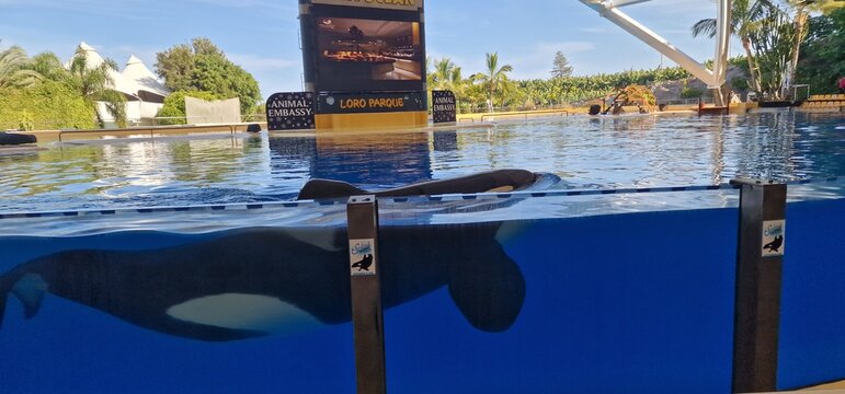 orcinus orca in a sea park, orca, or killer whale, is a toothed whale that is the largest member of the oceanic dolphin family. It is the only extant species in the genus Orcinus. 