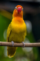 A lovebird (Agapornis) is a type of parrot. There are nine species. They are a social and affectionate small parrot.