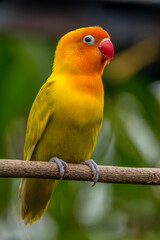 A lovebird (Agapornis) is a type of parrot. There are nine species. They are a social and affectionate small parrot.