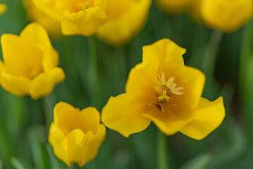 Obraz na płótnie Canvas yellow tulips