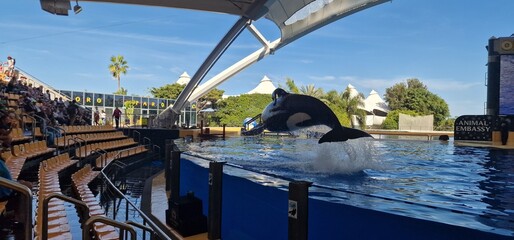 orcinus orca in a sea park, orca, or killer whale, is a toothed whale that is the largest member of...