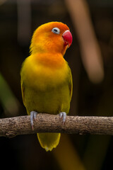 A lovebird (Agapornis) is a type of parrot. There are nine species. They are a social and affectionate small parrot.