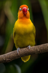 A lovebird (Agapornis) is a type of parrot. There are nine species. They are a social and affectionate small parrot.