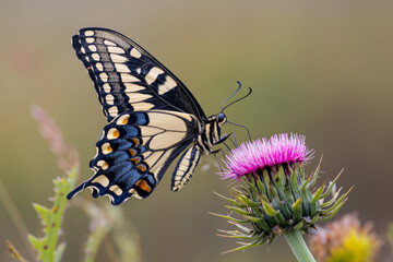 Close-up of a swallowtail butterfly sipping nectar from a vibrant thistle flower