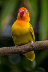 A lovebird (Agapornis) is a type of parrot. There are nine species. They are a social and affectionate small parrot.