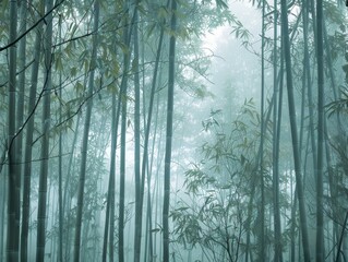 Misty Bamboo Morning