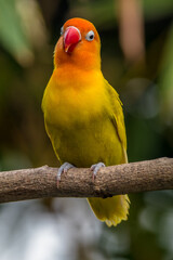 A lovebird (Agapornis) is a type of parrot. There are nine species. They are a social and affectionate small parrot.