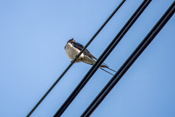 swallow a small bird with dark glossy blue backs red throat pale underparts and long tail streamers perched on a cable with blue sky in the background