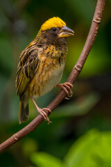 The streaked weaver (Ploceus manyar) is a species of weaver bird found in South Asia and South-east Asia