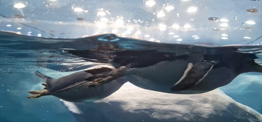 penguins in zoo. loropark
tenerife - obrazy, fototapety, plakaty