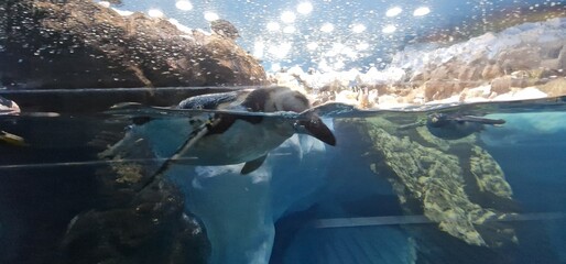 penguins in zoo. loropark
tenerife