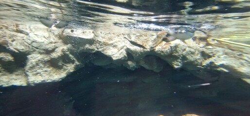 Fratercula Puffins are any of three species of small alcids in the bird genus Fratercula. These are pelagic seabirds that feed primarily by diving in the water. They breed in large colonies on coastal