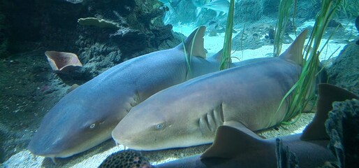Ginglymostoma cirratum nurse shark is an elasmobranch fish in the family Ginglymostomatidae. The...