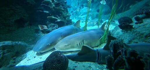 Ginglymostoma cirratum nurse shark is an elasmobranch fish in the family Ginglymostomatidae. The...