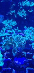 soft corals being grown in the aquarium