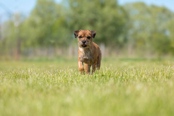 Border Terrier dog walking on grass in the park
