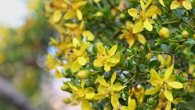Creosote flowers macro.