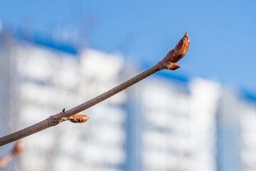 Young chestnut leaves bloom from buds on tree branches in spring in the city.