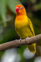 A lovebird (Agapornis) is a type of parrot. There are nine species. They are a social and affectionate small parrot.