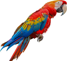 Fototapeta premium Vivid scarlet macaw parrot with colorful feathers cut out png on transparent background