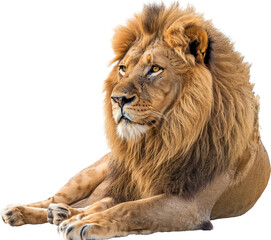 Fototapeta premium Cheerful cartoon lion clipart with a big mane cut out png on transparent background