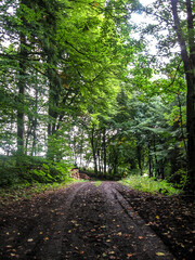 Fototapeta premium A wide trail leading through the woods of Rockerskyll in the Eifel region of Germany
