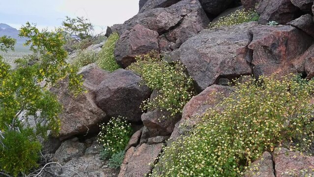 Flowering creosote and Emory's Rockdaisy.