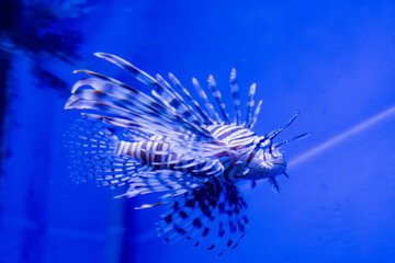 fish in a large aquarium
