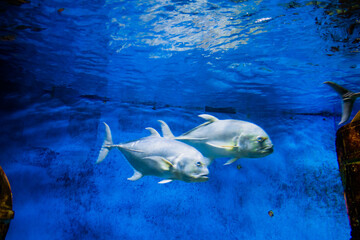 Fototapeta na wymiar fish in a large aquarium