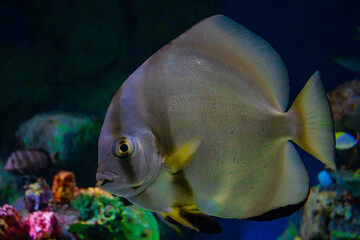 fish in a large aquarium