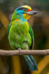 The red-throated barbet (Psilopogon mystacophanos) is a species of bird in the family Megalaimidae
