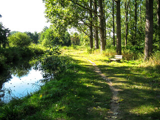 A footpath winding through a forest in lower Saxony in Germany