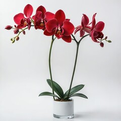 orchid in vase on white