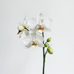 Naklejka na ściany i meble orchid in vase on white