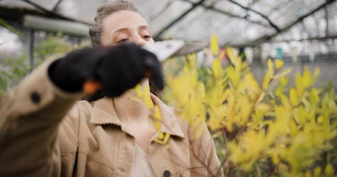 Young woman with pruners inspects the leaves of a young yellow tree in a greenhouse. Girl with black gloves holding gardening pliers.