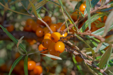 Żółte owoce rokitnika zwyczajnego (Hippophaë L) wśród liści. Piękne owoce dzikiej rośliny,...