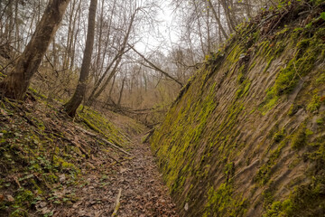 Wąwóz w lesie na wzgórzu w wiosenny mglisty dzień. Mały kanion w lesie - jego prawe zbocze to...