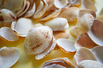 漂白したアサリの貝殻が沢山