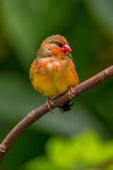 The red avadavat, red munia or strawberry finch, is a sparrow-sized bird of the family Estrildidae. It is found in the open fields and grasslands of tropical Asia and is popular as a cage bird due to 