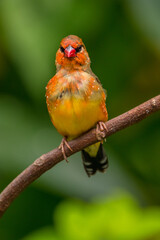 The red avadavat, red munia or strawberry finch, is a sparrow-sized bird of the family Estrildidae. It is found in the open fields and grasslands of tropical Asia and is popular as a cage bird due to 